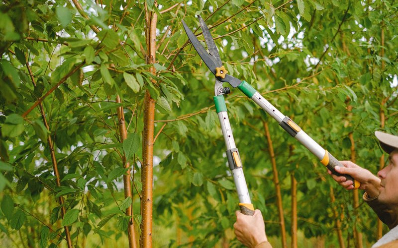Tree trimming in Grants Pass, OR